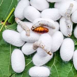 Lee más sobre el artículo ¿Cómo criar gusanos de seda?