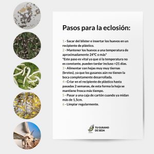 Pack pienso de morera y huevos de gusanos de seda