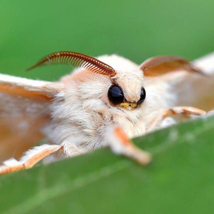 mariposa gusano de seda
