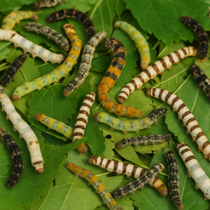 Gusanos de seda (MIX RAZAS)