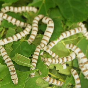 Gusanos de seda (RALLADOS)