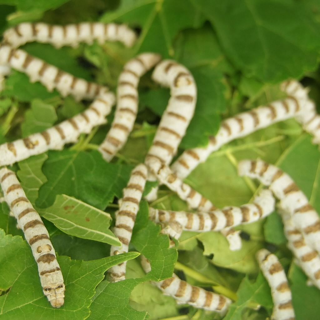 Raza de gusanos de seda Rallada en fase larval