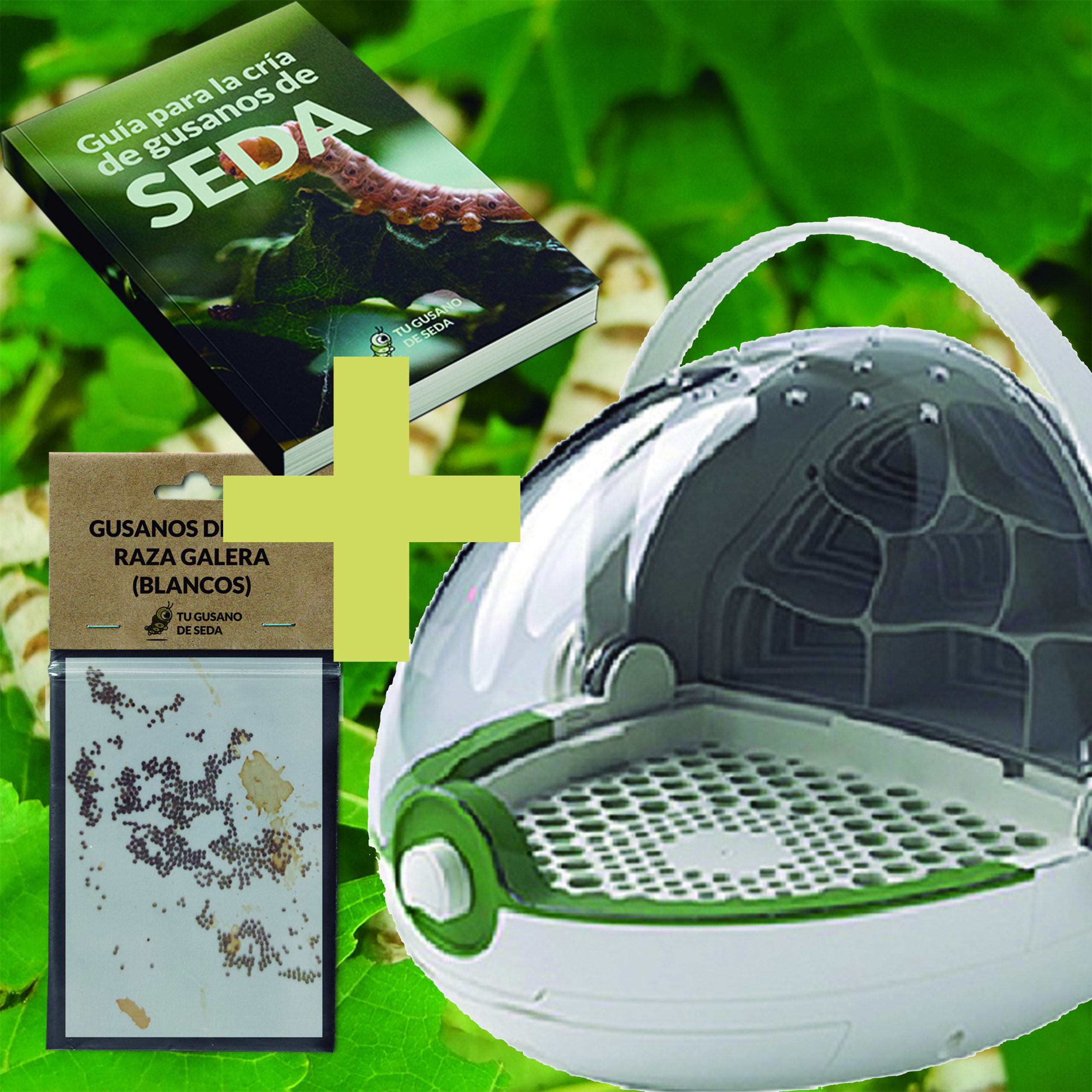 Pack con 30 huevos de gusanos de seda listos para eclosionar