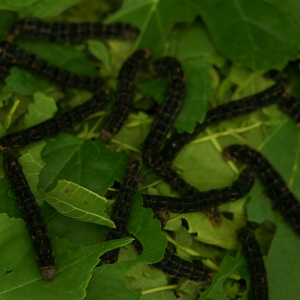 Gusados de seda K09 (negros)