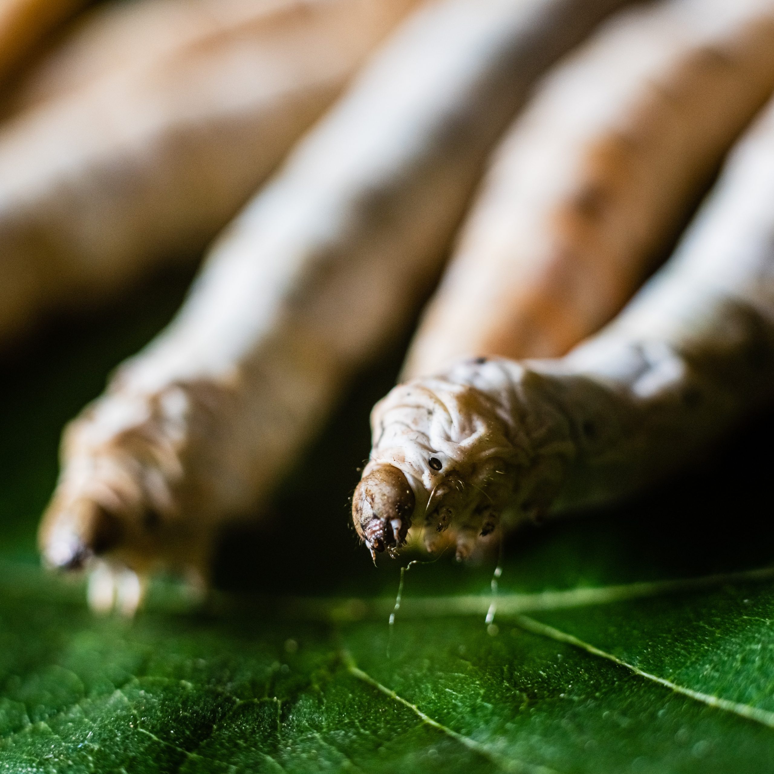 Lee más sobre el artículo Comida gusanos de seda. ¿Qué debes saber sobre su dieta? 