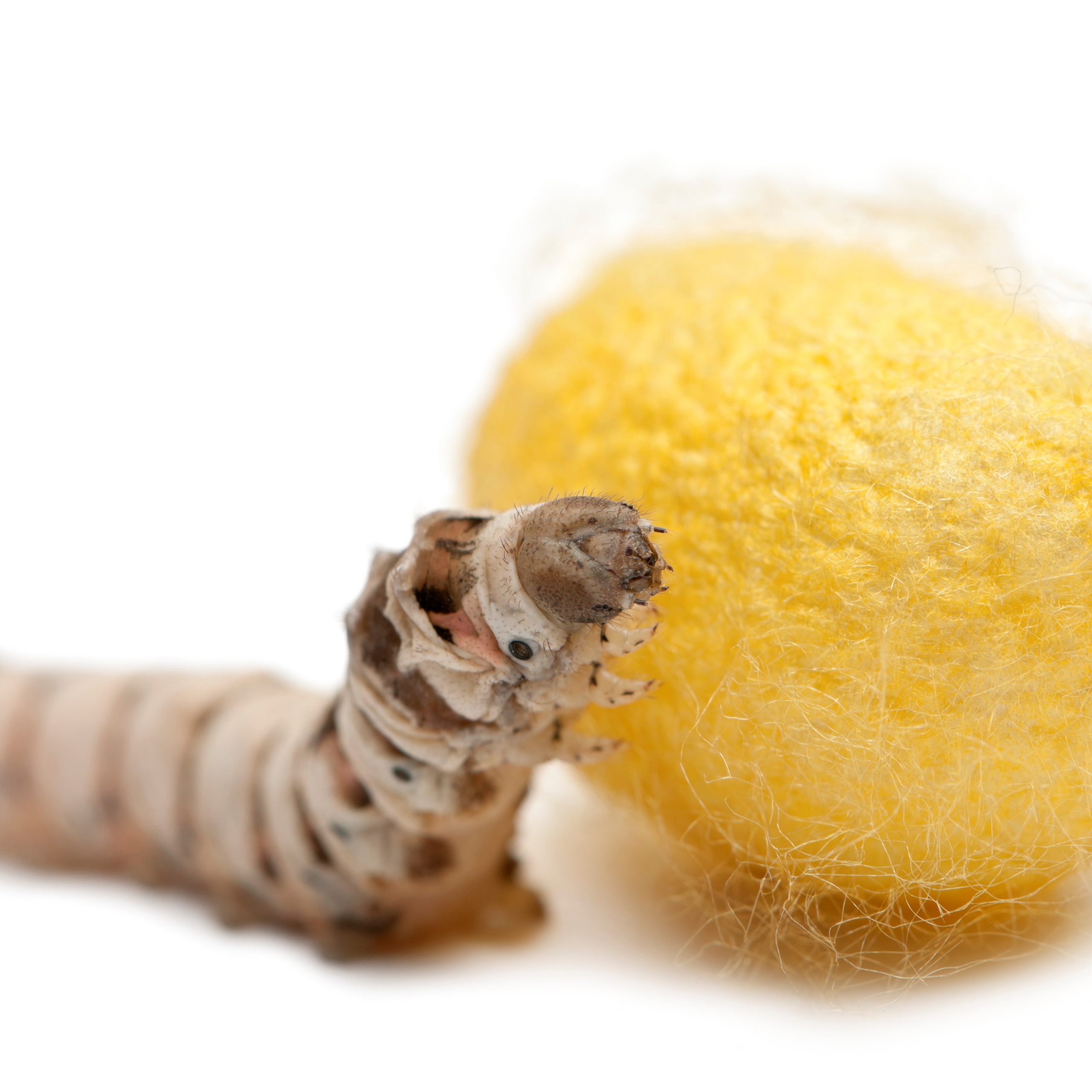 Lee más sobre el artículo Cómo criar gusanos de seda: consejos y trucos para principiantes