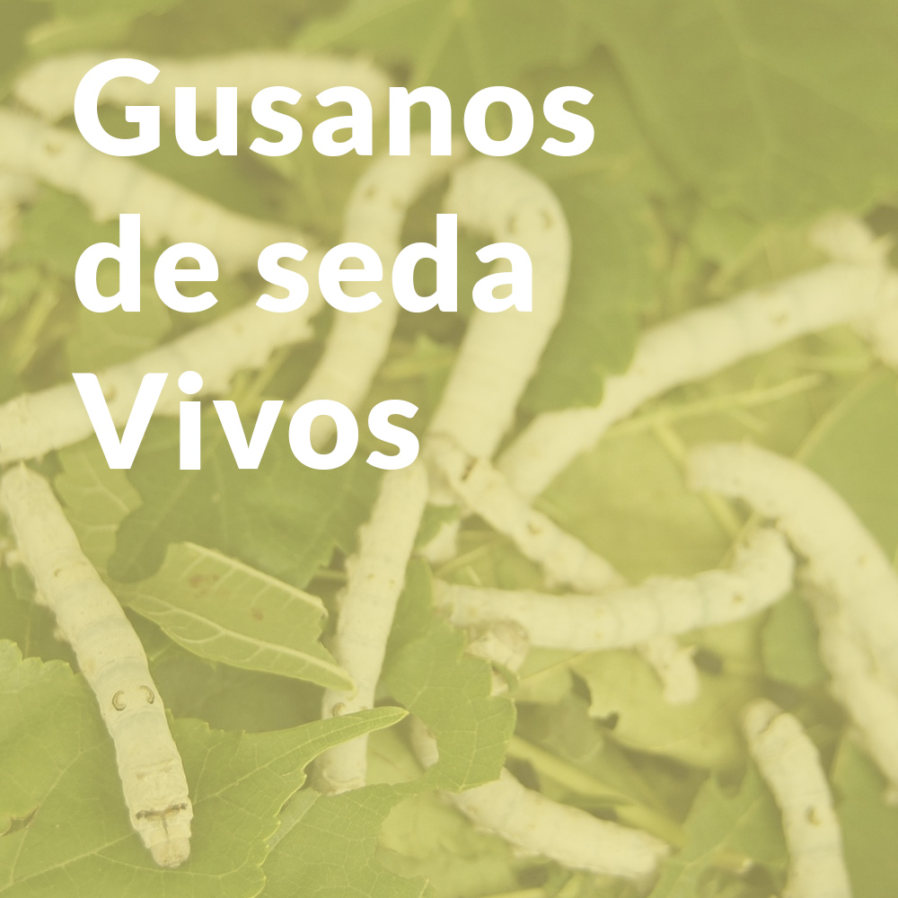 Proyecto escolar de ciencias con gusanos de seda
