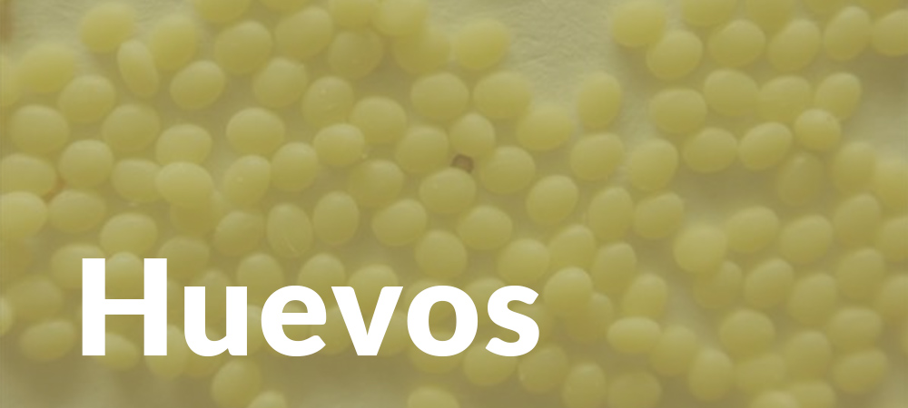 Envío internacional de huevos de gusanos de seda
