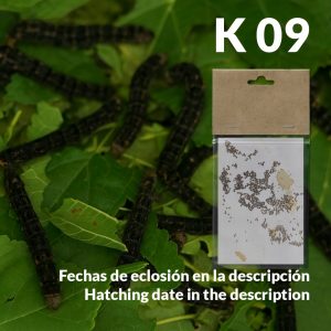 Huevos raza K09 T2026