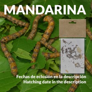 Cría de gusanos de seda en casa paso a paso