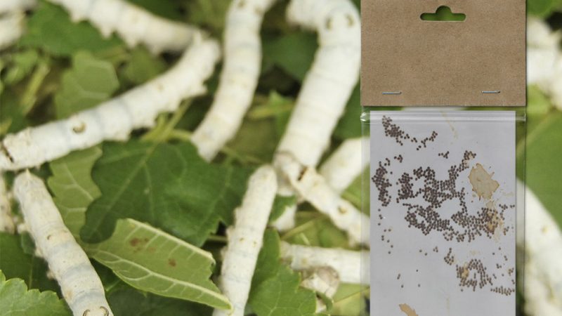 Cómo criar gusanos de seda desde huevos en casa